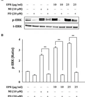 Fig.  4.  EPR  promotes  phosphorylation  of  ERK  in  hDFn  cells.  (A)  Cells  were treated with EPR (10, 25 μg/ml) or MI (10 μM) for 30 min