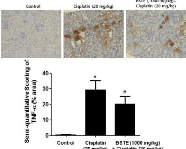 Fig. 1. Effects of Banhasasim-tang extract (BSTE) on cisplatin-induced  body  weight  loss,  serum  creatinine,  and  BUN  concentrations  in  C57BL/6 mice