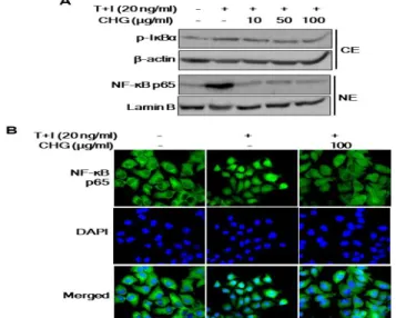 Fig. 4. Effects of CHG on  TNF-α/IFNγ-induced activation of ERK  and  p38  MAPKs  in  HaCaT  cells