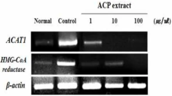 Fig.  7.  Effect  of  ACP  on  ACAT1  and  HMG-CoA  reductase  mRNA  expression  in  HepG2  cells