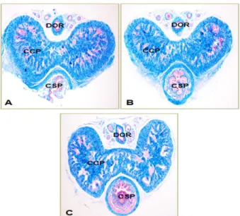 Table  4.  The  image  analysis  for eNOS  positive reaction.