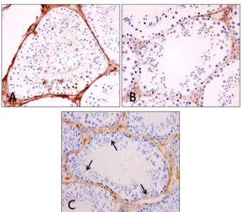 Fig. 1. The Results of Masson trichrome stain in mouse  testis(×100).