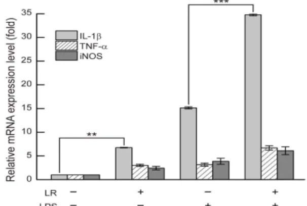 Fig. 2. Effect of treating Lithospermi Radix  (LR) at 6 h stimulation on  pro-inflamatory  cytokine  IL-1β,  TNF-α  and  iNOS  mRNA  expression.