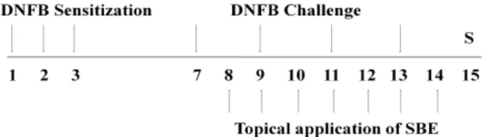 Fig.  1.  Experimental  schedule  The  experimental  groups  except  naive  group,  were  sensitized  by  painting  DNFB  on  days  1,  2  and  3,  then  challenged  on  days  8,  9,  11  and  13