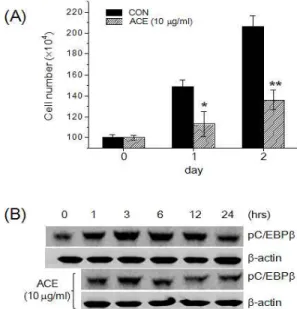 Fig.  4.  Effects  of  Albizziae  Cortex  Extracts  (ACE)  on  cell  proliferation  and C/EBPβ phosphorylation in OP9 cells