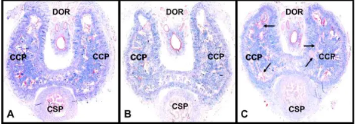 Fig.  5.  Immunohistochemistry  of  eNOS  in  rat  penises  (×200).  A,  Control group ; B, PE group ; C, PE+OS group ; H, helicine artery in CCP 