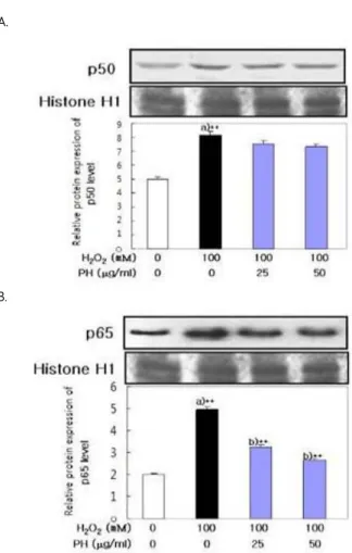 Fig. 7. Effect of Prunellae Herba (PH) on NF-κB Expression in LLC-PK1  Cells. LLC-PK1