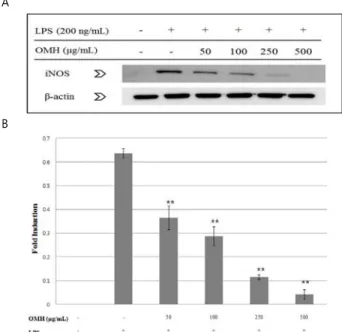 Fig.  9.  Effect  of  Ohmae-hwan   on  protein  expression  of  COX-2  in  LPS-stimulated  RAW  264.7  cells