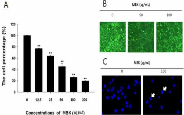 Fig.  1.  Effect  of  MBK  on  the  cell  viability  of  A549  cells(A),  morphological  change(B)  and  Conformational  change  in  nuclear  chromatin(C)  of  A549  cells  by  MBK