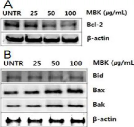 Fig.  4.  Dose-dependent  effects  of  MBK  on  the  protein  expression  levels  of  pro-caspase-8  and  -9  in  A549  cells