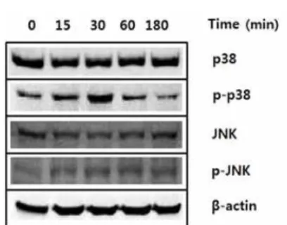 Fig.  6.  Effect  of  MBK  on  the  protein  expression  level  of  MAPKs  in  A549 cells