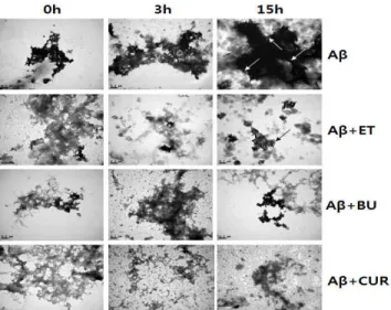 Fig.  5  Quantification  of  Aβ  aggregates.  Each  3  images  obtained  from  TEM were normalized and quantified by Image J2 program(NIH)