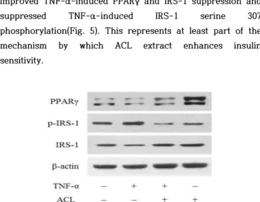 Fig.  5.  Effects  of  ACL  extract  on  insulin  signaling  molecules  in  TNF-α -treated  3T3-L1  adipocytes