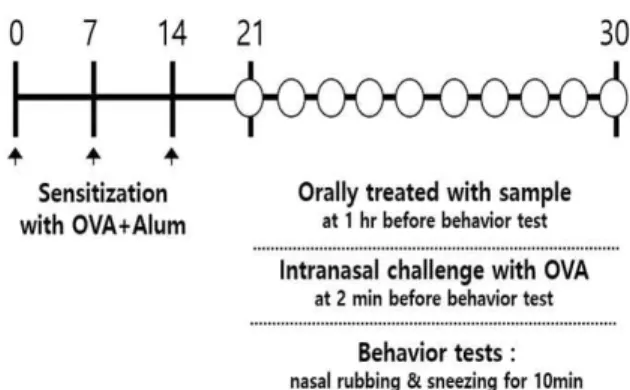 Fig. 1.  Experimental  protocol  for  mouse  sensitization  and  drug  treatment.  OVA,  OVA+BR  and  OVA+Cet  groups  were  sensitized  by  intraperitoneal injection with 50 mg of OVA and 2 mg of Alum on days 0,  7 and 14, then received daily intranasal O