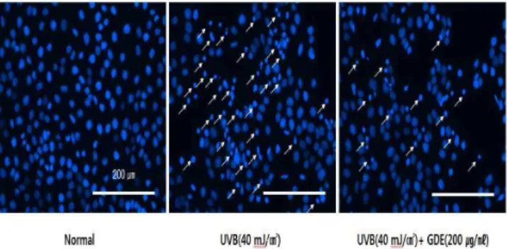 Fig.  4.  UVB-induced  apoptotic  body  in  HaCaT  cells.  The  cells  treated  only  UVB  (40  mJ/㎠)  or  with  GDE  (200  ㎍/㎖)  were  stained  with  Hoechst  33342