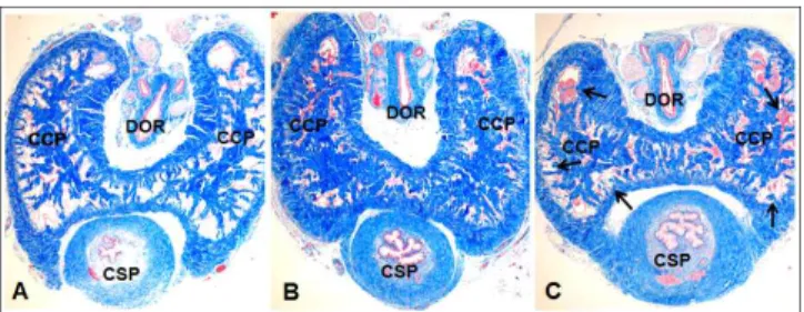 Table  3.  Effects  of  pre-treatment  of  Eucomiae  Cortex  on  calcium-induced  contraction  of  corpus  cavernosal  strip  in  calcium  free  media.