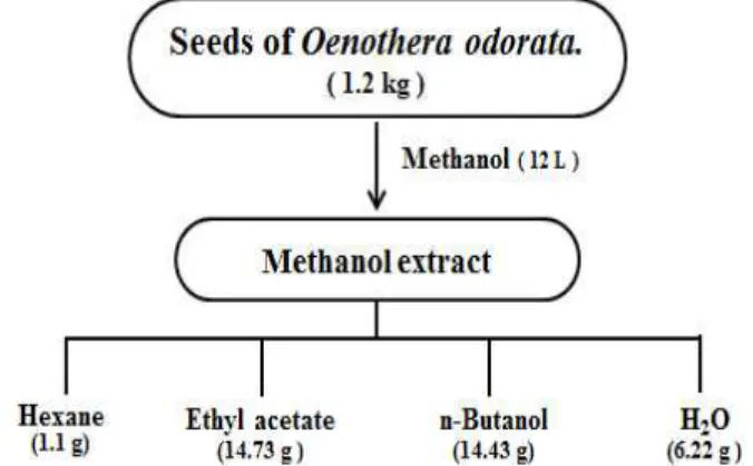 Fig.  1.  Scheme  for  fractionation  of  the  methanol  extract  by  seed  of  Oenothera  odorata