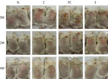 Fig.  2.  Clinical  skin  features  and  severity  of  DNCB-induced  atopic  dermatitis  in  balb/c  mice
