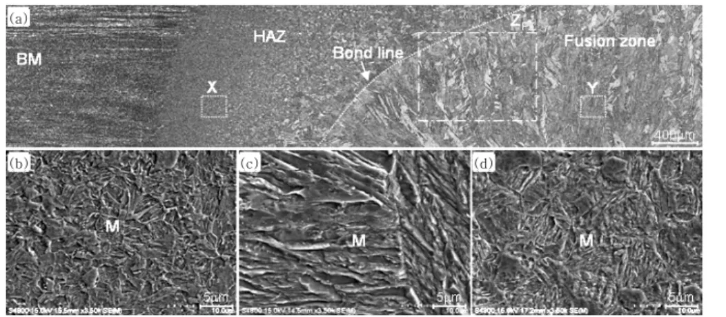 Fig.  6  Optical  (a)  and  SEM  micrographs  (b~d)  of  spot  welds.  (b)  X  in  (a)  (HAZ),  (c)  Y  in  (a)  (Fusion  zone), (d) Water quenching (900℃) of  raw material