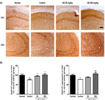 Fig.  3.  Effect  of  GE  on  kainic  acid  (KA)-induced  KCC2  immunoreactivity  in  CA1  and  CA3  of  the  hippocampus
