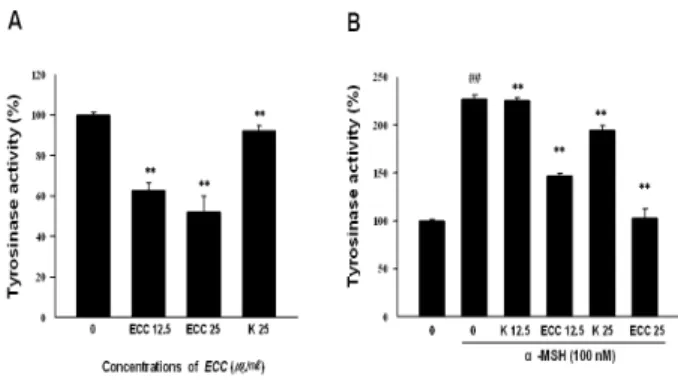 Fig. 1. Effect  of ethanol extract of  Commelina communis  Ledeb (ECC)  on  cell  viability  in  B16F10