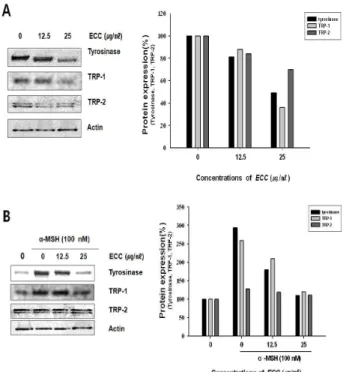 Fig.  4.  Effect  of  ECC  on  melanogenic  enzyme  expressions  in  B16F10  cells  stimulated  with  α-MSH