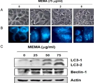 Fig. 6. Induction of autophagy by MEMA treatment. A549 cells were treated with MEMA at different concentrations for 24 h