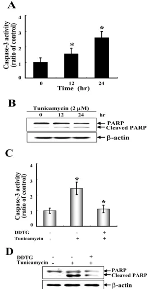 Fig. 5. DDTG protected tunicamycin-induced caspase-3 activation and PARP cleavage in C6 glial cells