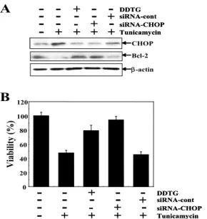 Fig. 7. DDTG modulated expression CHOP and Bcl2 protein and cell death in tunicamycin treated C6 glial cells