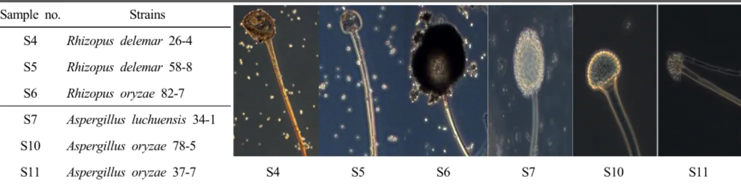 Table  1.  Fungi  strains  used  in  this  study Sample  no. Strains
