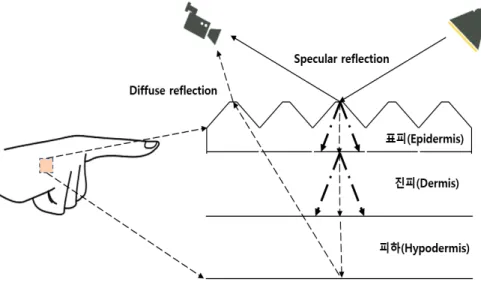 그림 2.  피부의 빛 반사 모델 Fig.  2.  The  skin  reflection  mode