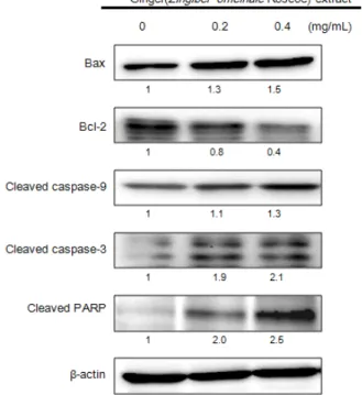Fig.  6.  Effects  of  ginger  (Zingiber  officinale  Roscoe)  ex-  tracts  on  expression  of  apoptosis-related  proteins  in  A2058  human  melanoma  cells.