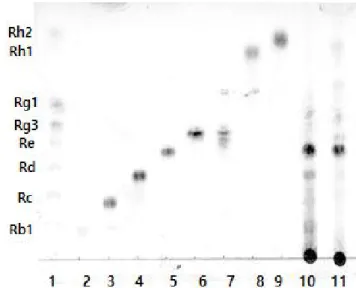 Fig.  4.  TLC  chromatograms  of  ginsenosides  of  ginseng  berry  fermentation.