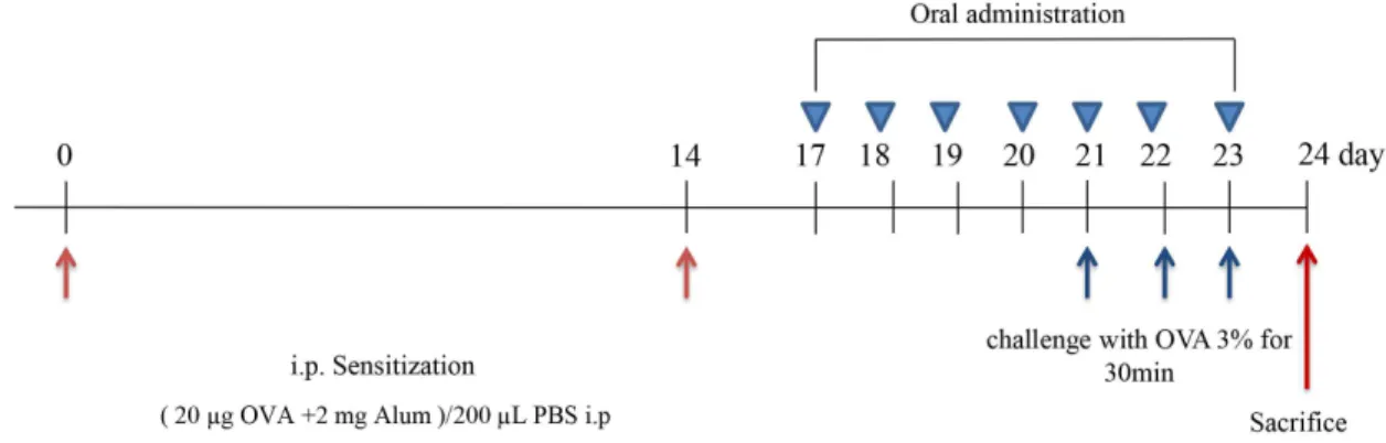 Table  1.  Sequences  of  PCR  primers  used  for  RT-PCR  of  the  inflammation-related  genes