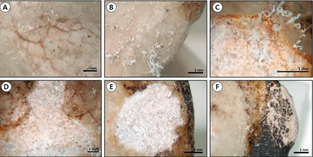 Figure  2.  Salt  damage  condition  of  the  white  porcelain  figurine.  (A)  Crack  extension  and  contaminant  deposition, (B)  Crystallized  salt  in  the  thin  cracks  on  the  glaze  surface,  (C,  D,  E)  Exfoliation  of  glaze  layer  by  crysta