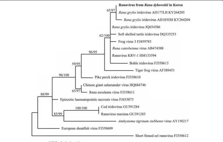 Fig. 2 Bayesian inference (BI) tree based on the 19 partial major capsid protein (MCP) DNA sequences (500 bp) of the ranavirus obtained from dead Rana dybowskii and from GenBank