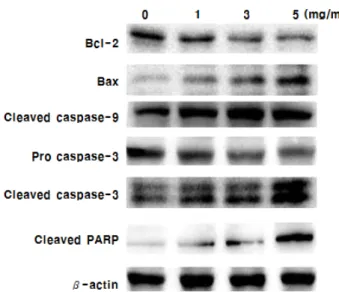 Fig.  6.  Effects  of  Nelumbo  nucifera  root  extract  on  the  protein  expression  levels  of  Bcl-2,  Bax,  cleaved  caspase-3,  caspase-9,  pro  caspase-3  and  PARP  in  HT-29  cells