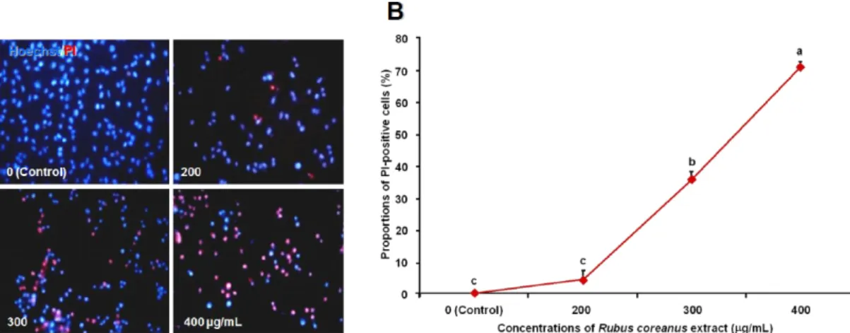 Fig.  2.  The  effect  of  Rubus  coreanus  extract  (RCE)  on  the  death  of  breast  cancer  MDA-MB-231  cells,  measured  by  a  double  staining.