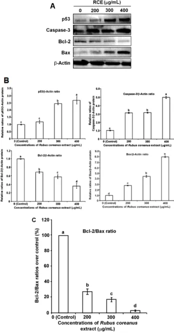 Fig.  5.  The  effect  of  Rubus  coreanus  extract  (RCE)  on  a-  poptosis-related  gene  expressions  at  protein  levels  in  breast  cancer  MDA-MB-231  cells.