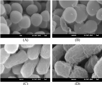 Fig.  4.  Scanning  electron  micrographs  of  bacteria  treated  with  1,000  ppm  of  Schizandra  chinensis  Baillon  ethanol   ex-tract  (magnification  ×50,000)