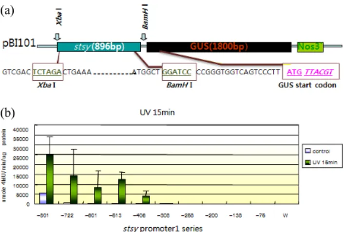 Fig.  1은 스틸벤 생합성효소(stilbene synthase) 유전자(STSY) 에 대한 촉진유전자 (promoter)의,  UV와 yeast  extract,  AlCl 3