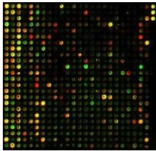 Fig. 1 cDNA Image data that is used in experiment  2.2 Concept of Revelation on DNA chip 