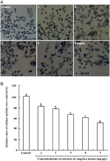 Fig.  2.  The  effect  of  Angelica  keiskei  extracts  on  mito- mito-chondrial  reductase  activities  revealed  by  MTT  assay  in   hu-man  breast  cancer  MDA-MB-231  cells  at  various   concentra-tions.