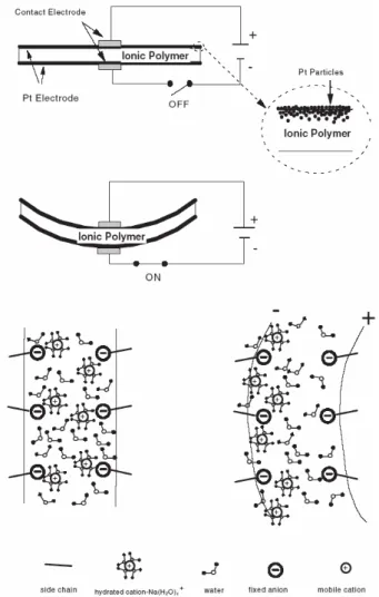 Fig. 3 A schematic diagram of the typical IPMC artificial  muscle and its actuation principle