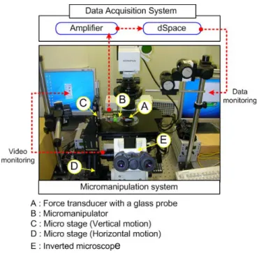 Fig. 1 Schematic diagram of cellular force measurement system.  value. The calibration result, which is shown in Eq