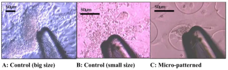 Fig. 3 Photograph of cell contractile force measurement 