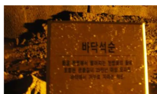 그림  6.  침투지하수로부터  바닥에  성장하는  많은  석순들-석순의  성장규모로  보아 비교적  근대의  조개껍질패사  등에  의한  지하  탄산칼슘  침투수의  성인에  의한  석순  군 그림  7