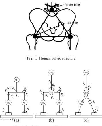 Fig. 1. Human pelvic structure