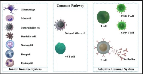 Fig. 1. Cells of the innate and adaptive immune system.