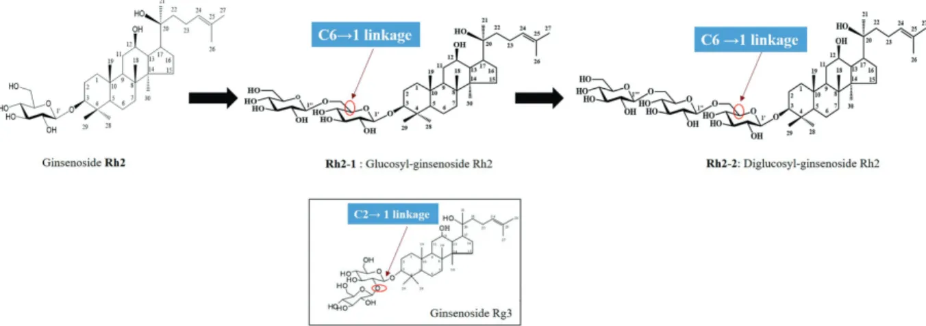 Fig. 6. Biosynthesic pathway of ginsenoside Rh2 to glucosyl ginsenoside Rh2 and diglucosyl ginsenoside Rh2 using LRGT.
